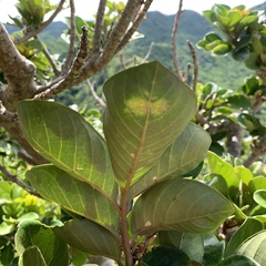 Aglaia rimosa