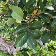 Aglaia rimosa