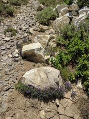 Scutellaria siphocampyloides