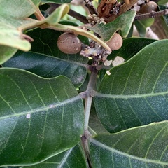 Aglaia rimosa