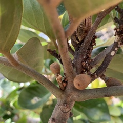 Aglaia rimosa