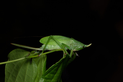 Copiphora brachyptera