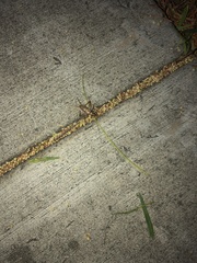 Gryllodes sigillatus