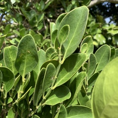 Suregada aequorea