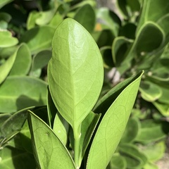Suregada aequorea