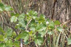 Cnidoscolus tehuacanensis