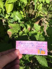 Phytophthora infestans