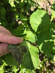 Phytophthora infestans