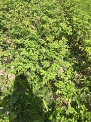 Phytophthora infestans