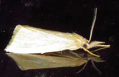 Diatraea