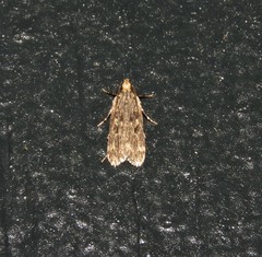 Martyringa ravicapitis