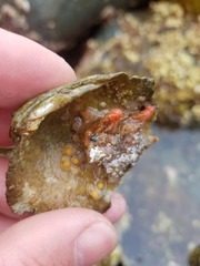 Pyura