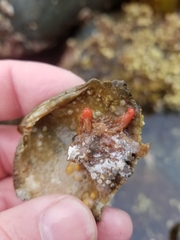 Pyura