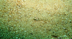 Nesogobius