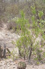 Pseudosmodingium andrieuxii