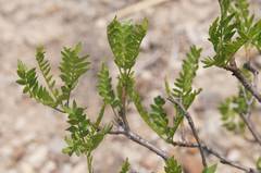 Pseudosmodingium andrieuxii