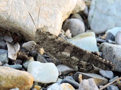 Oedipoda himalayana