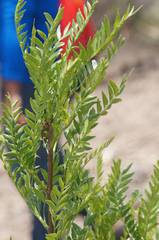 Pseudosmodingium andrieuxii