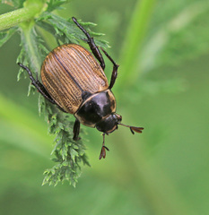 Exomala pallidipennis
