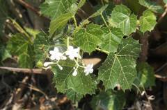 Cnidoscolus tehuacanensis