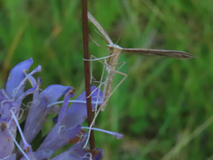 Stenoptilia