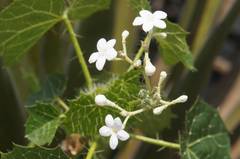 Cnidoscolus tehuacanensis