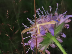 Stenoptilia