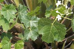 Cnidoscolus tehuacanensis