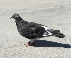 Columba livia domestica