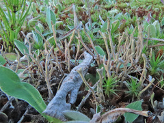 Cladonia maxima
