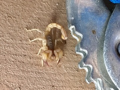 Chihuahuanus russelli