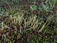 Cladonia maxima