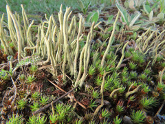 Cladonia maxima