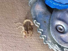 Chihuahuanus russelli