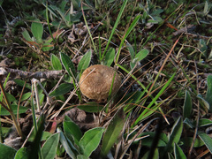 Inocybe lacera