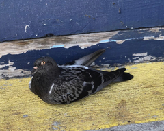 Columba livia domestica