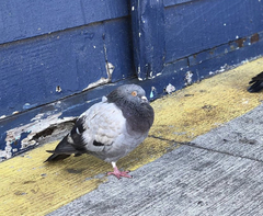 Columba livia domestica
