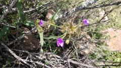 Tradescantia crassifolia