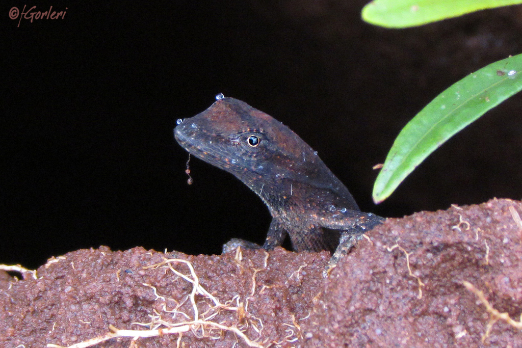 Lined Anole
