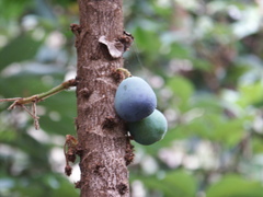 Davidsonia jerseyana