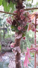 Davidsonia jerseyana