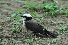 Eurocephalus ruppelli