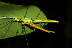 Tithonophasma tithonus