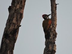 Chrysocolaptes guttacristatus