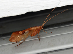 Limnephilus rhombicus