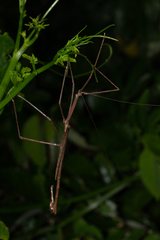 Cladomorphus phyllinus