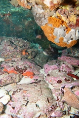 Notolabrus parilus