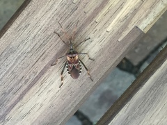 Leptoglossus occidentalis