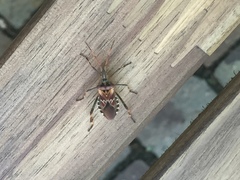 Leptoglossus occidentalis