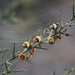 Daviesia genistifolia - Photo (c) Heather Knowles, some rights reserved (CC BY-NC), uploaded by Heather Knowles
